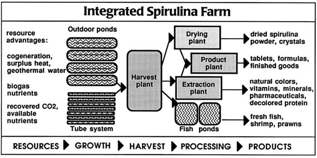 Spirulina Project Kovai Agro Farms