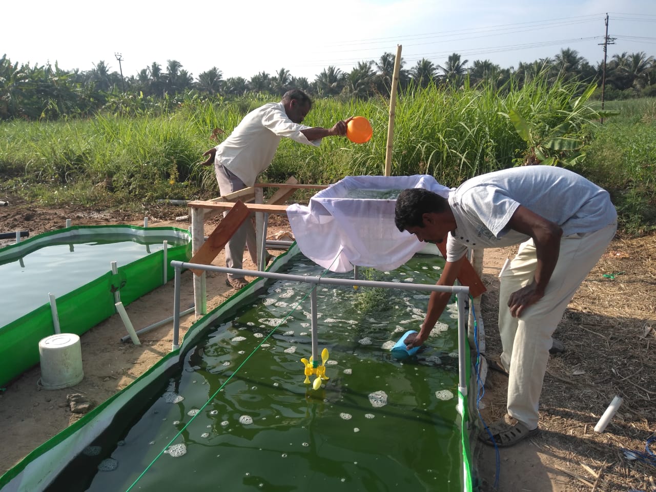 SPIRULINA PROJECT | Kovai Agro Farms