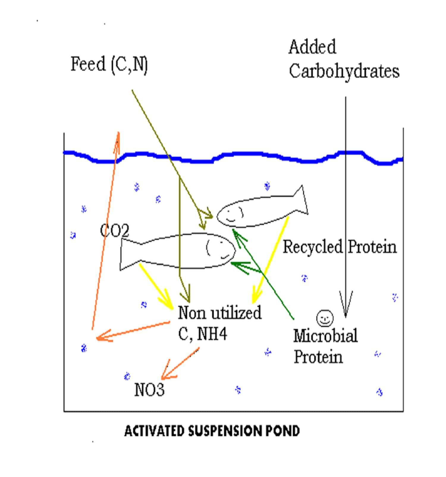 Kovai agro farms biofloc-active suspension pond